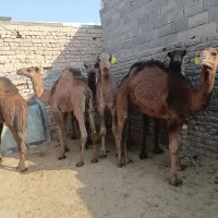 شتر