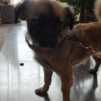 سگ پاپی اصفهان