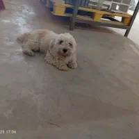 شیتزو انکل تراپی با شناسنامه|سگ|مشهد, بهار|دیوار