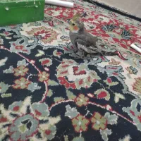 جوجه عروس|پرنده|بندر گناوه, |دیوار