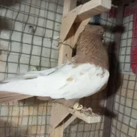 سینه زرد نر بندی|پرنده|شیراز, شیخ علی چوپان|دیوار