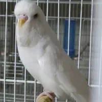 مرغ عشق نر انگلیسی چشم فالو|پرنده|زاهدان, |دیوار