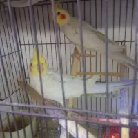 عروس هلندی لوتینو|پرنده|گرمسار, |دیوار