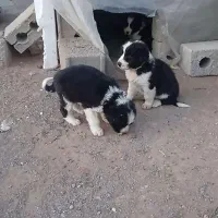 توله سگ|سگ|مبارکه, |دیوار