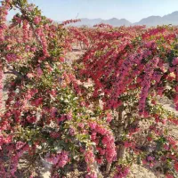 زرشک درجه یک قاین|خوردنی و آشامیدنی|مشهد, جاهد شهر|دیوار
