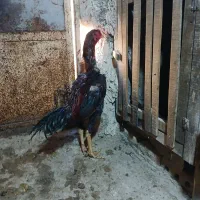 فروش خروس لاری