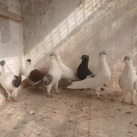 چپ ساده قلدور|پرنده|شاندیز, |دیوار