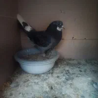 باخت داده شده هر عزیزی گرفته به قیمت خریدلرن