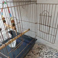 قفس عروس هلندی مینا طوطی
