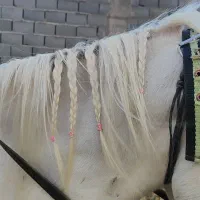 اسب سفید مادیان
