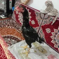 لاری اوشامو|حیوانات مزرعه|باسمنج, |دیوار