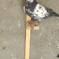 دوعدد نر بازی