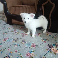 حیوان|سگ|بندرعباس, |دیوار