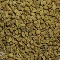 فروش بذر شنبلیله پا بلند