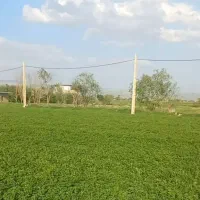 یونجه بدون یک مثقال گیاه،کاه یونجه چین چهارم