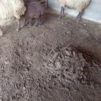 ۲راس میش بره دار