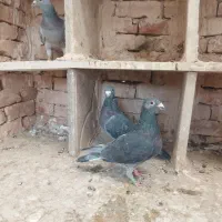 کبوتر پلاکی مسافتی|پرنده|بردسکن, |دیوار