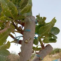 پیوند زدن درخت پسته(ماسوله و بدنی)