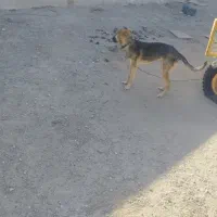 سگ7ماه گرگ نر|سگ|زاهدان, |دیوار