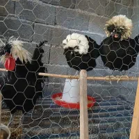 مرغ و خروس لهستانی اصل