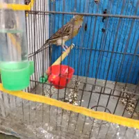 قناری جفتی نر ماده سوپر