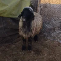 قوچ|حیوانات مزرعه|فیروزآباد (فارس), |دیوار