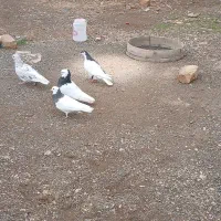 کفتر رنگی|حیوانات مزرعه|مشهد, کوشش|دیوار