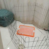 شیتزو تریر اصل|سگ|کرمانشاه, |دیوار