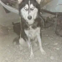 سگ هاسکی حرف گوش کن بسیار باهاش|سگ|گرگان, |دیوار