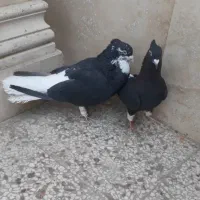 شامی ودم سفید کاکلی نروماده طوقی کله سینه کلاغ|پرنده|مشهد, آزادشهر|دیوار