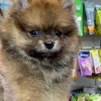 پامرین پرتغالی