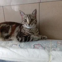 گربه خانگی|گربه|مرند, |دیوار