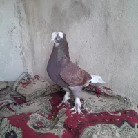 کفتر وچند تا جوجه کفتر خوب