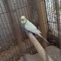 مرغ عشق اسپانگل رنگین کمانی