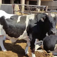 گوساله  چاق نر پرواری جنس دورگ
