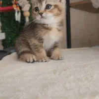 بچه گربه بریتیش نقاشی خدا