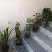 گل آپارتمانی