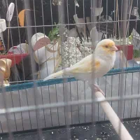 فروش قناری نر موزائیکی
