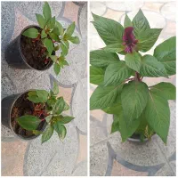 مداحی،شروه خوانی ،تلاوت قرآن