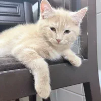 گربه