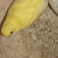 فنچ مولدومرغ عشق مولد|پرنده|زابل, |دیوار