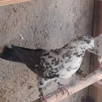 کبوتر پرشی مایه