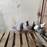 سبز