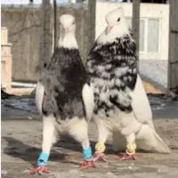 گروه کفتر