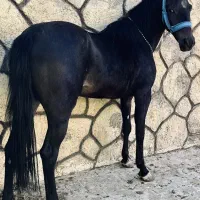 مادیان مشکی ترکی