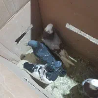 20عددکبوتر|پرنده|بندرعباس, |دیوار