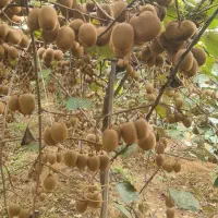 ۴۰ تن کیوی درشت موجود هست