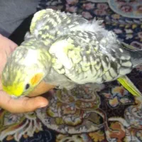 عروس هلندی|پرنده|اهواز, کوی ایثار|دیوار