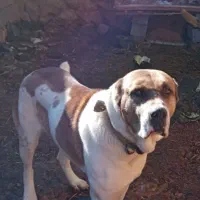 سگ افغان خراسان