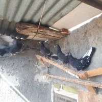 کبوتر گرفتنی